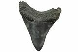 Fossil Megalodon Tooth - South Carolina #332227-1